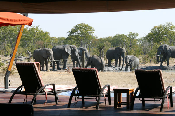 Elephants drinking from the waterhole in front of Camp Kuzuma