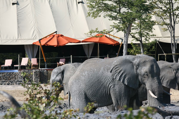 Elephants quench their thirst at Camp Kuzuma