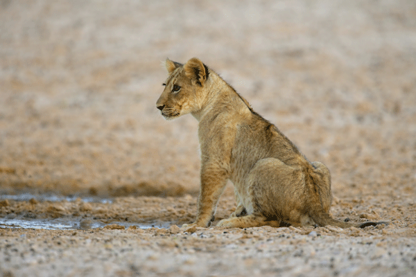 A Young Kalahari Hero