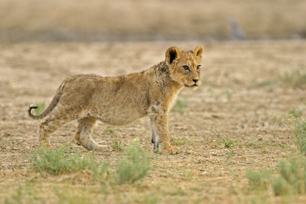 A young lion cub in the Kalahari