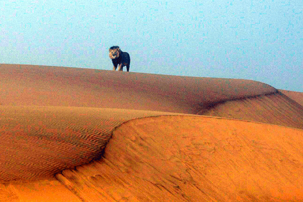 Desert Lion Conservation