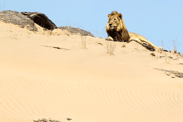 Desert Lion Conservation
