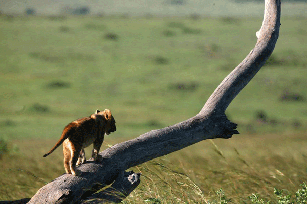 Lions Habitat Loss