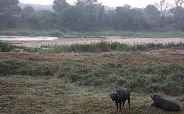 Cape Buffalo - Image Taken by Guest
