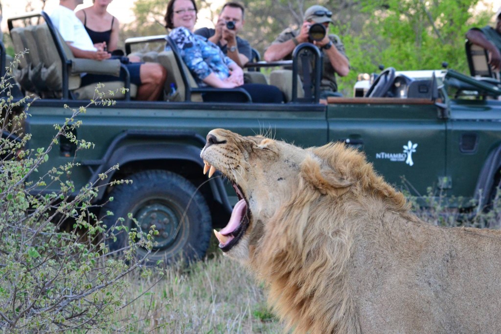 A lion on game drive at nThambo Tree Camp