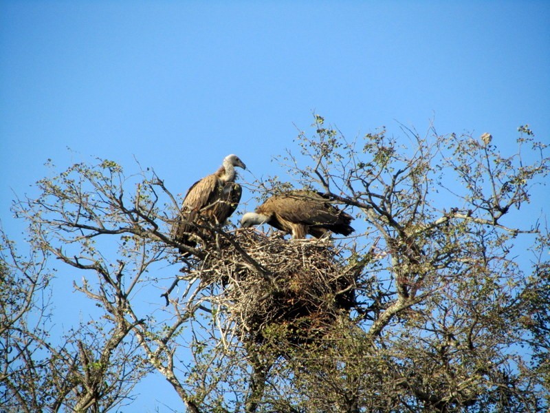 Vultures in their nest