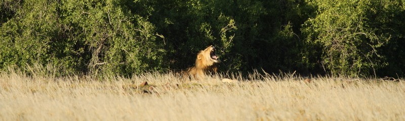 Image of a desert lion. Photo ©Tarry Butcher.