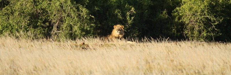 Desert lion, Damaraland. ©Tarry Butcher