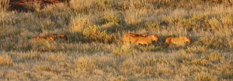 Ugab Pride lionesses and cubs. Damaraland, 2014. ©Tarry Butcher 
