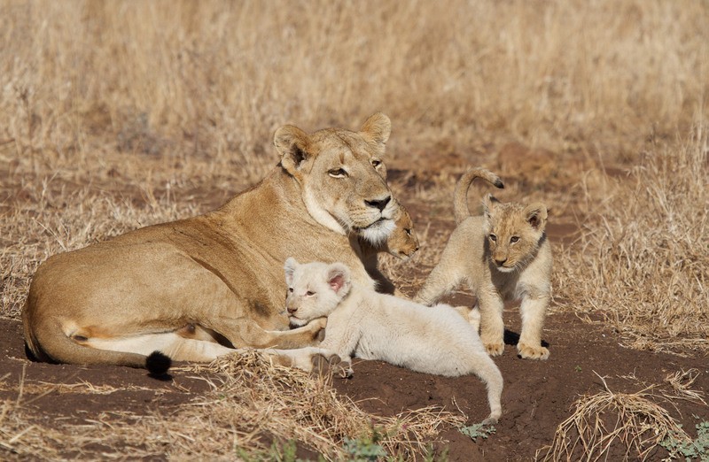 White lion cub spotted at Singita Lebombo on Friday 11 July 2014. ©Nick du Plessis