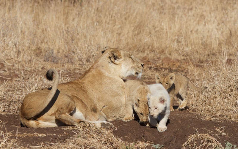 White lion cub spotted at Singita Lebombo on Friday 11 July 2014. ©Nick du Plessis