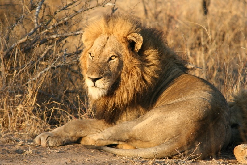 male-lion-resting-gawie