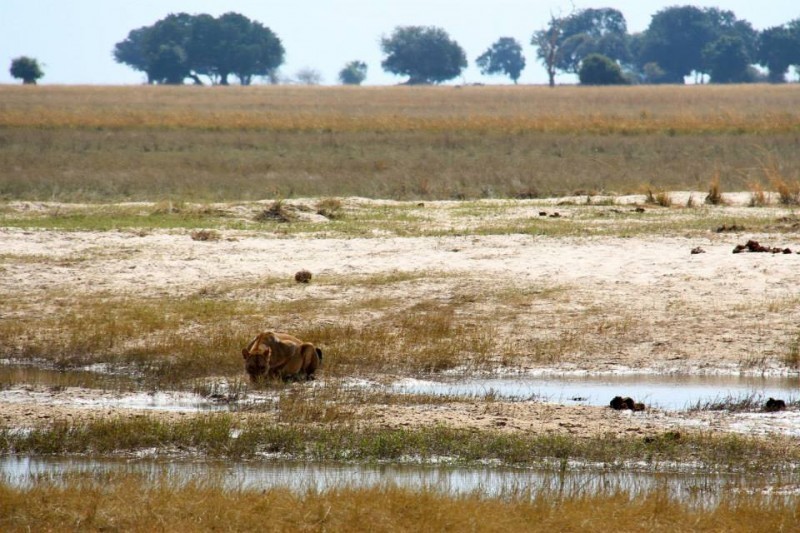 Botswana Safari - Lioness drinking at a Botswana waterhole