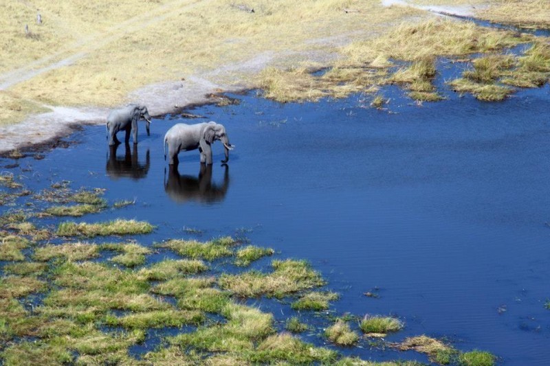 Botswana Safari Elephants by Air