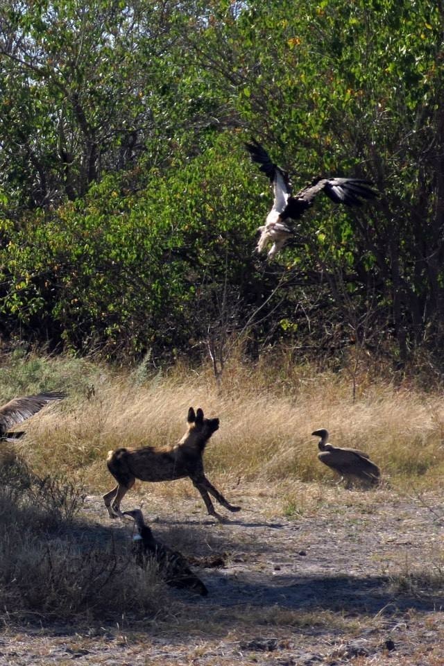 Wild dog chasing away the vultures, Botswana Safari