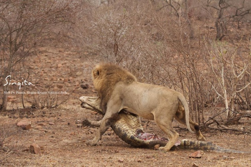 Lion eats crocodile 