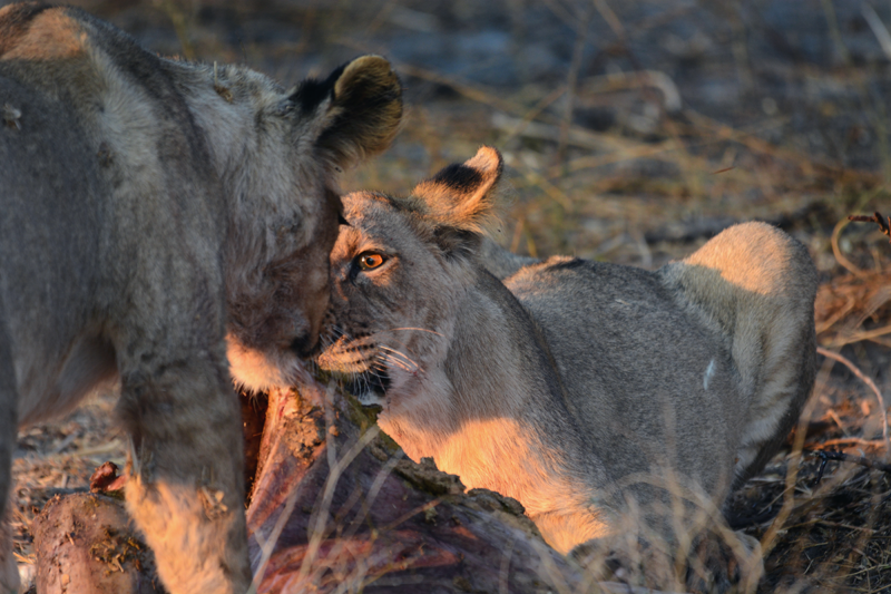 Lion Cub Feasting, baby season in botswana