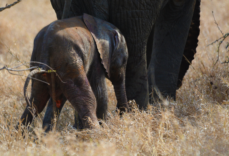 newboard elephant, baby season in botswana