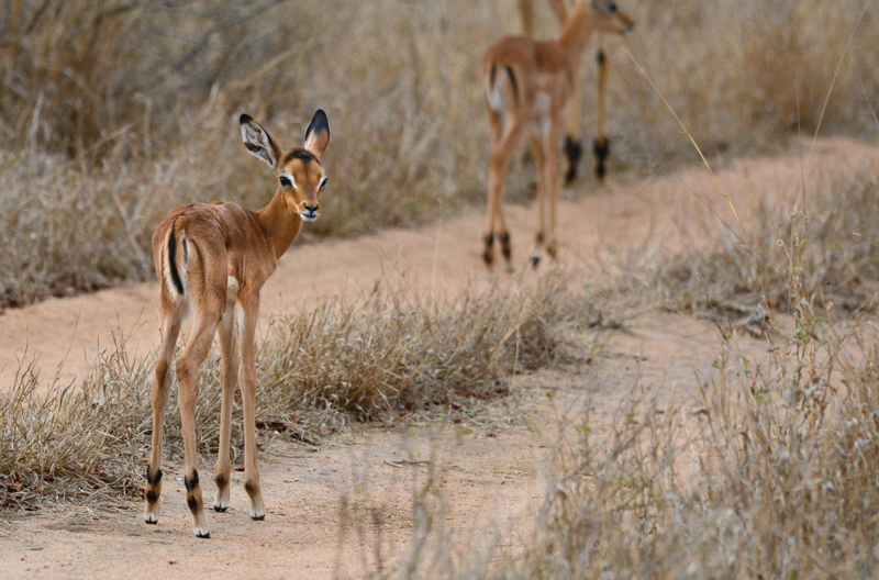 baby impalas, baby season in botswana