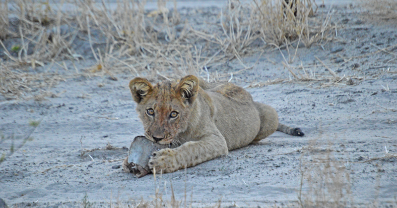 Lion cub in Haina, baby season in botswana