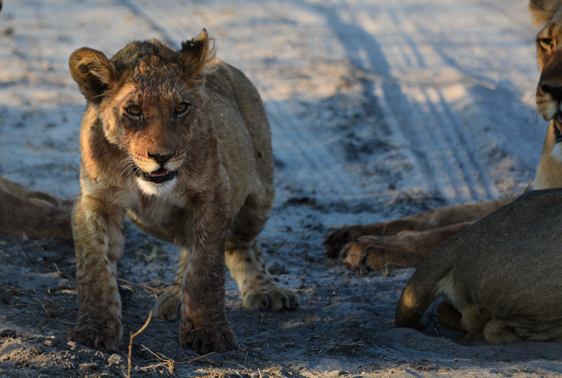 lion cub at Haina, baby season in botswana