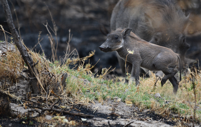 warthog piglets, baby season in botswana