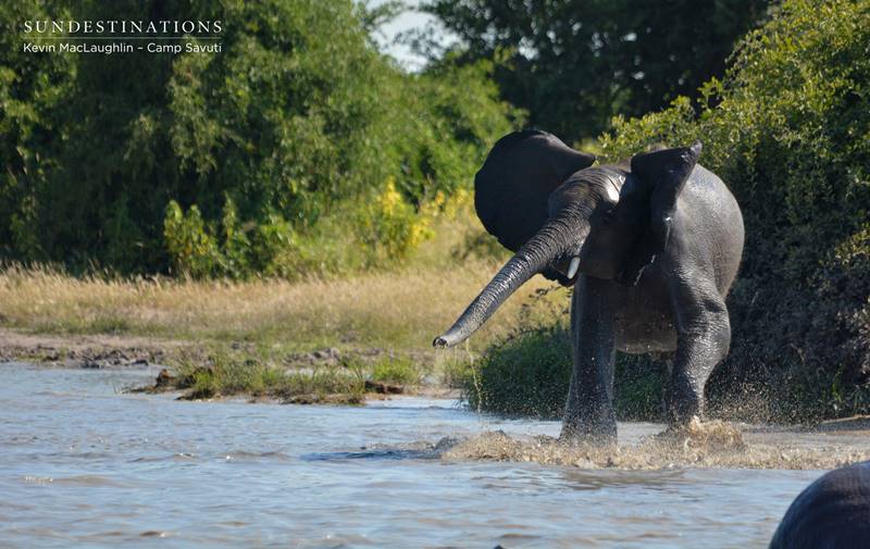 Baby elephant having fun in a waterhole