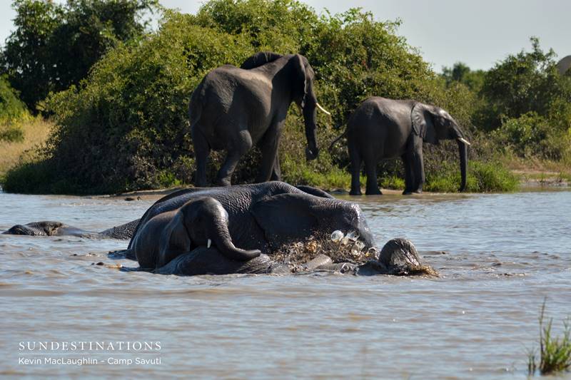 Family of elephants having fun in a waterhole