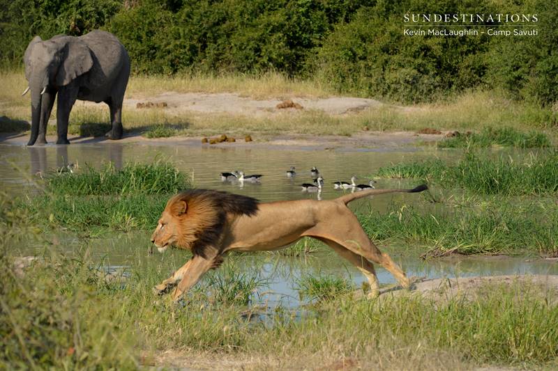 Lion jumping over a pool in Savuti