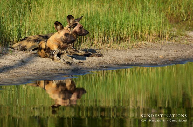 Wild dogs and reflection 
