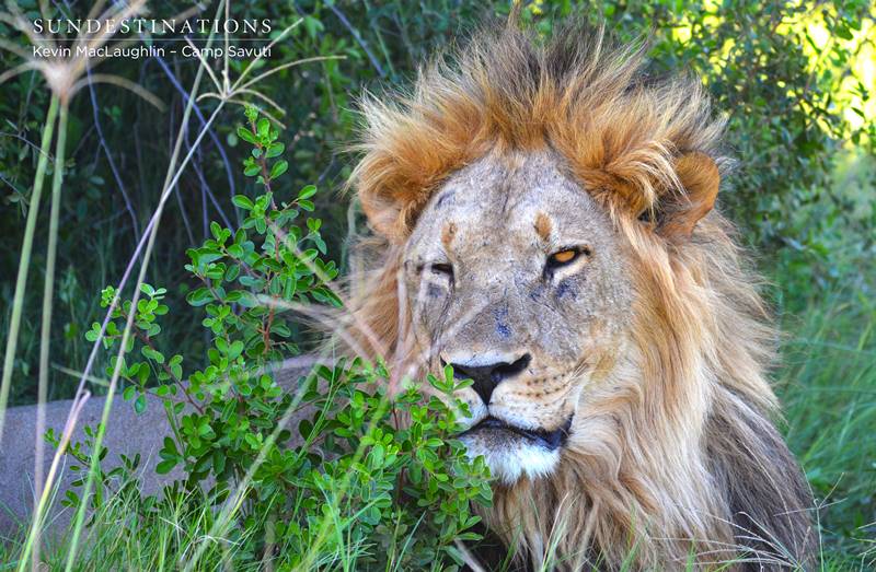 Male Lion in Savuti