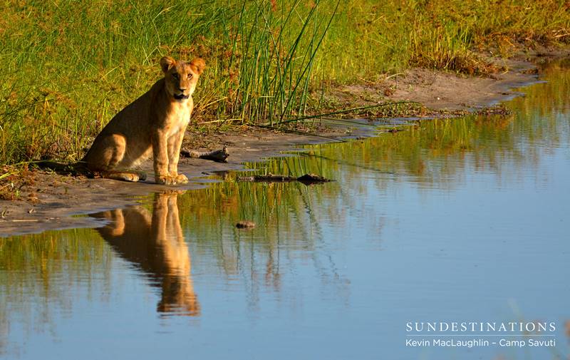 Teenage lion cub in Savuti