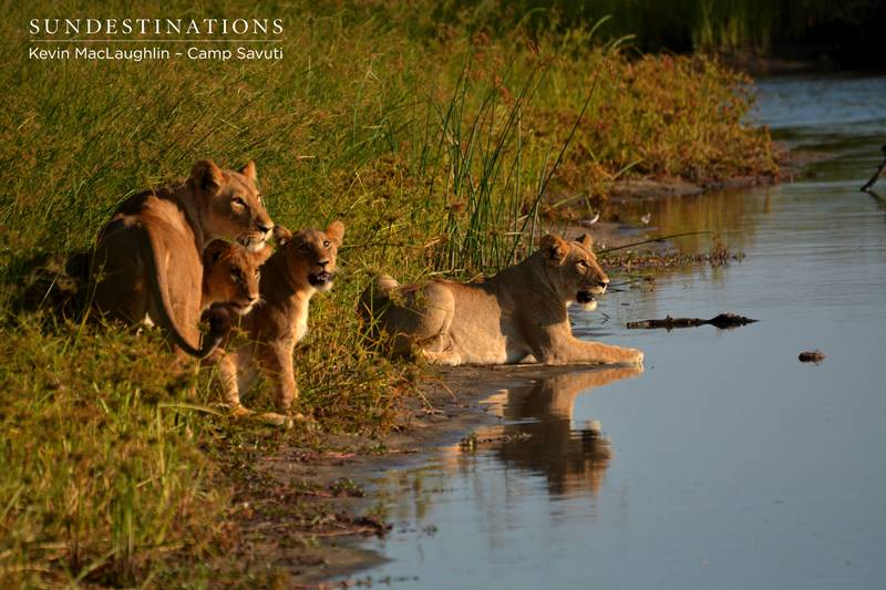 Family of Lions in Savuti