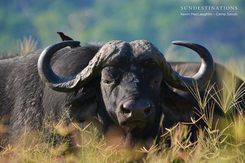 Buffalo posing in the Savuti