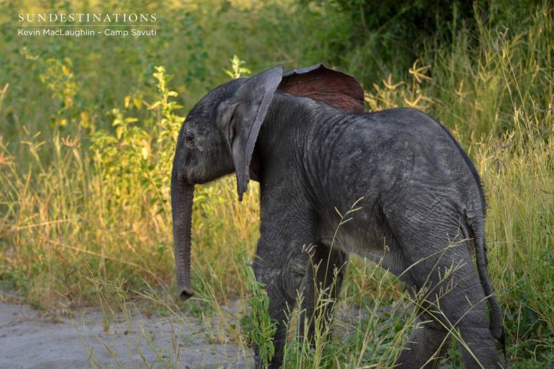 Very baby elephant in Chobe