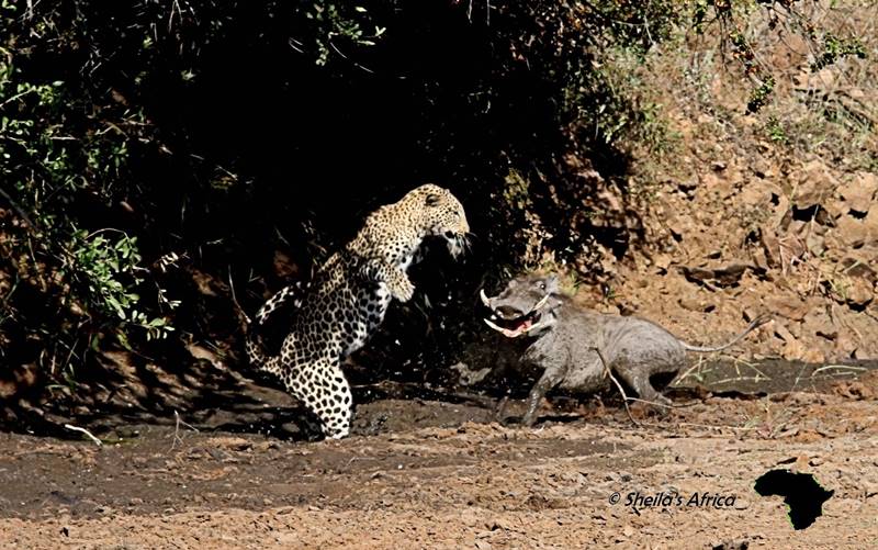 Leopard vs Warthog in Kruger