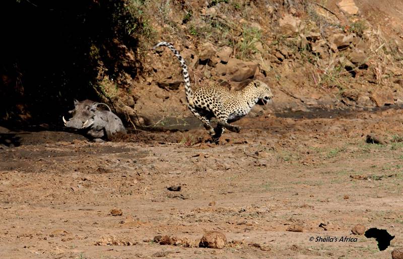 Leopard vs Warthog in Kruger