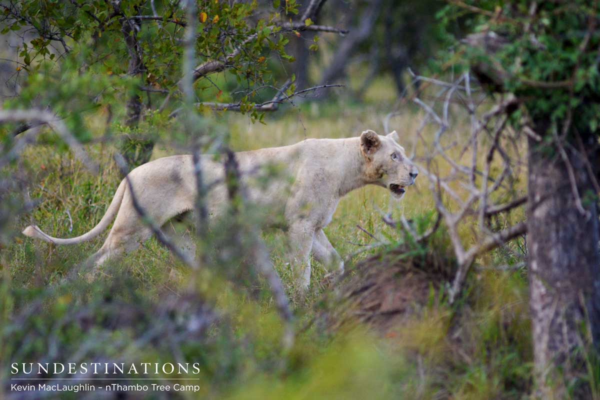 white lion mating-1