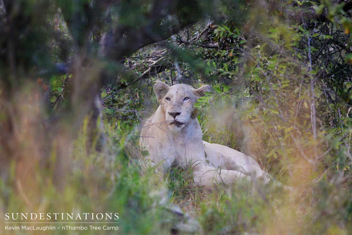 white lion mating-2