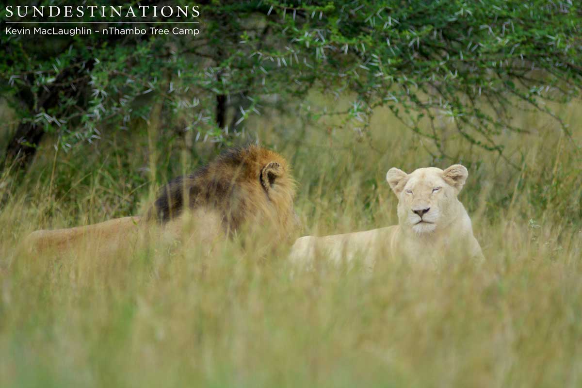 white lion mating-6