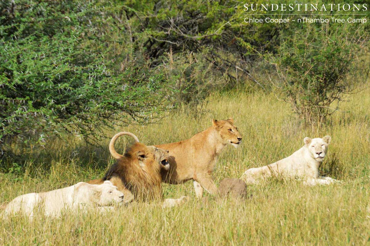 This lucky Trilogy male was keeping 3 lionesses company - 2 white and 1 twany! 