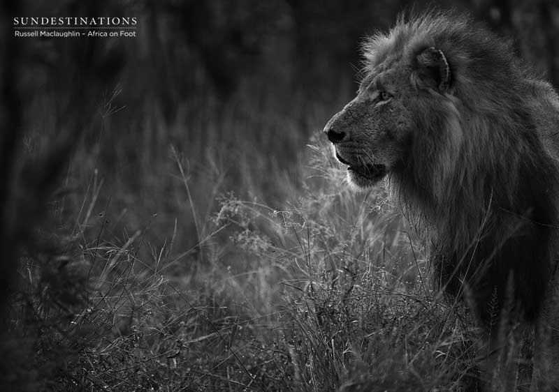 Lions at Africa on Foot