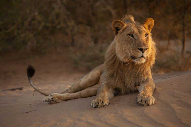 © Desert Lion Conservation