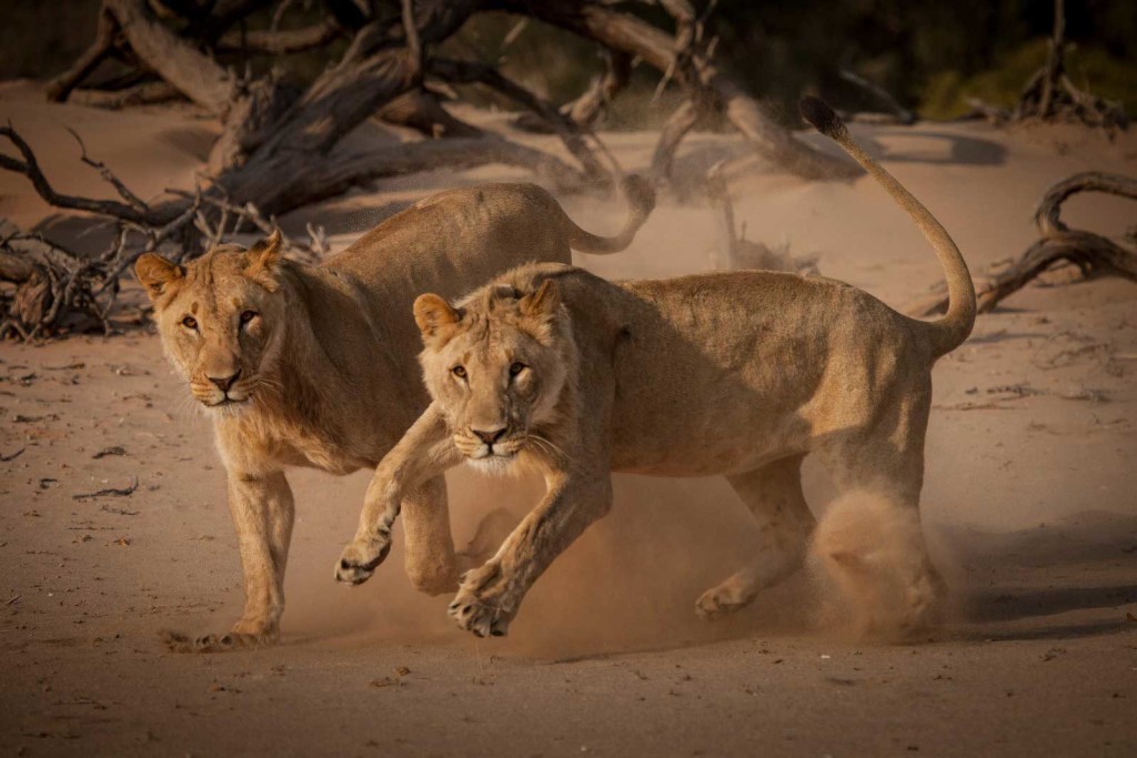 © Desert Lion Conservation