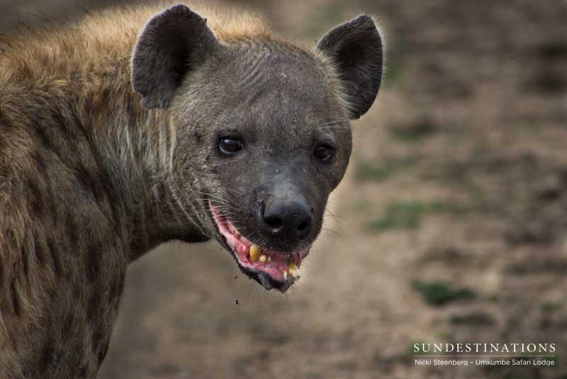 Things You Probably Didn't Know About Hyenas