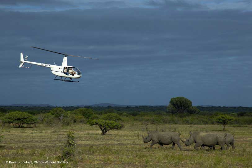 Rhinos Without Borders begins the translocation process with the capture of rhinos that are under threat of extinction in South Africa. © Beverly Joubert