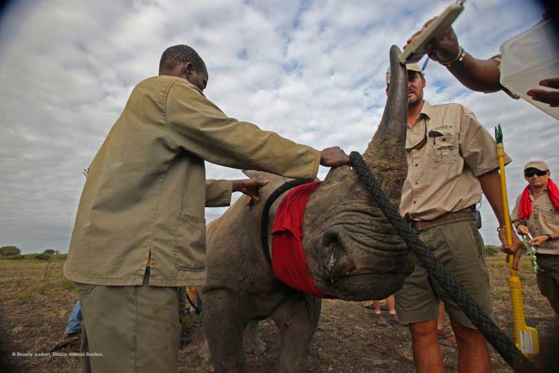 Careful capture of endangered white rhinos in South Africa for the safe translocation to Botswana with Rhinos Without Borders. © Beverly Joubert