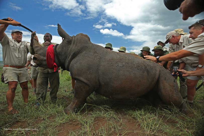 Rhinos Without Borders team works on the translocation of 100 rhinos from South Africa to Botswana. © Beverly Joubert 