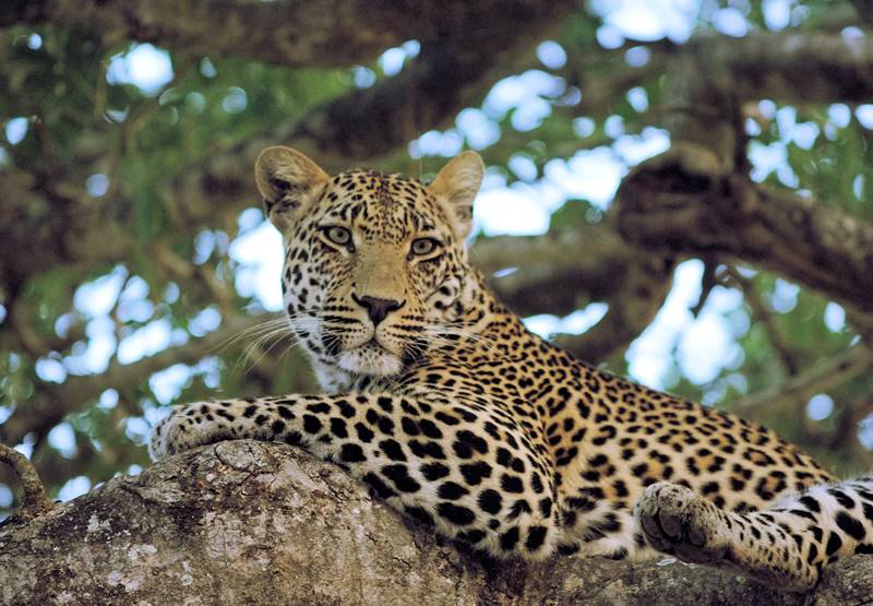 wonderful Kruger safari