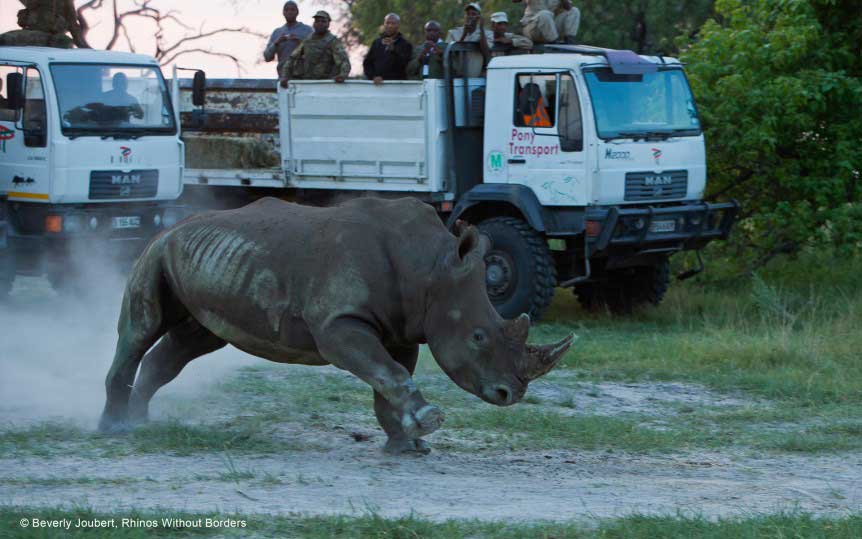 Rhinos Without Borders releases the first batch of rhinos into the safety of Botswana. © Beverly Joubert